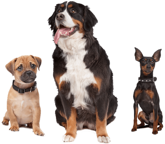 https://shannoncourtdogtraining.com/wp-content/uploads/2019/07/inner_image_01.png